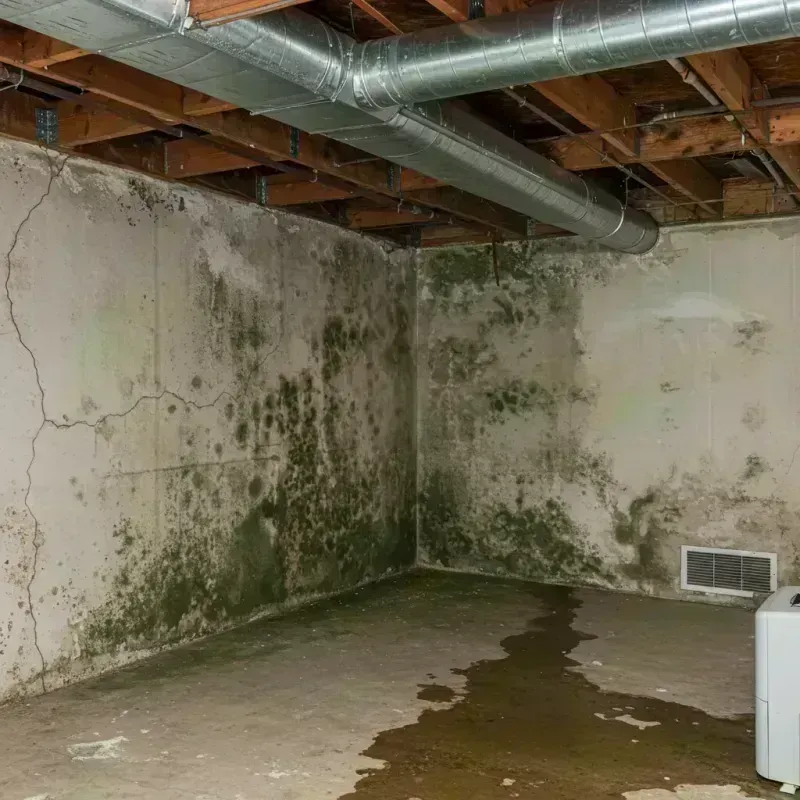 Professional Mold Removal in Bolivar, WV